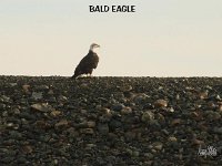 4 bald eagle